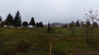 JFaültetés mádi református temető 2020.11.13.PG