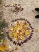 MTTD - Mandala I.hely.jpg